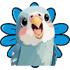 Budgie Birds