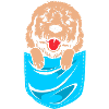 Goldendoodle