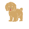 Goldendoodle