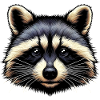Raccoon