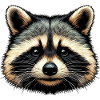 Raccoon