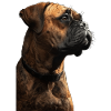 Bullmastiff
