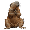 Capybara