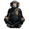 Chimpanzee