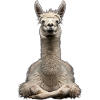 Lama