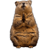 Quokka