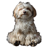 Havanese
