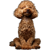 Poodle