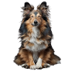 Shetland Sheepdog