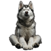 Siberian Husky