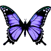 Butterfly life