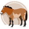 Przewalski Horse 01