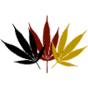 Cannabis Black Red Gold