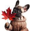 Autumnal French Bulldog