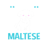 Maltese