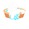 Maltese Dog