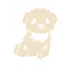 Maltese Dog