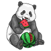 Panda Pastèque