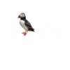 Papageitaucher