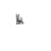 Polar fox
