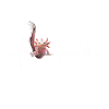 Axolotl