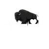Bison