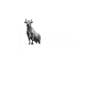 Ox