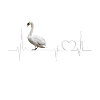 Schwan