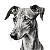 Windhund Kopf