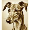 Windhund Kopf