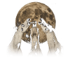 Appaloosa Horse Howling Moon