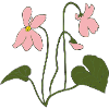 Violet Pink