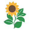 Sonnenblume
