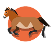 Asian wild horse