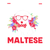 Maltese Dog