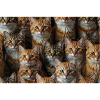 Happy Cats with smiling face