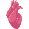 Anatomical heart