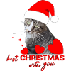 best christmas Christmas cat
