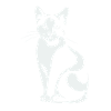 Cat Minimalist