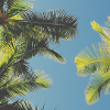 Palm Leaves