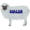 Wales Sheep