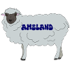 Ameland Sheep