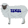 Texel Schaf