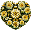 Dahlias
