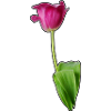 Tulip pink