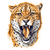 Gepard Cheetah