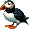 Puffin