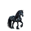 friesian horse