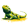 Bearded dragon
