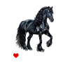 friesian horse